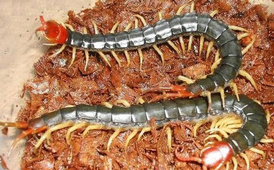 随州胜隆农业有限公司蜈蚣养殖助力农户致富_生活_农村_项目