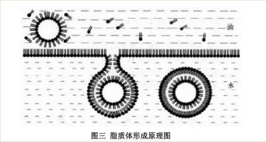 微米级脂质体,组成结构,制备方法_分子_米脂_磷脂