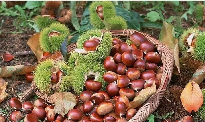 "唐山板栗"成功注册为地理标志证明商标啦_迁西县_味道_品牌