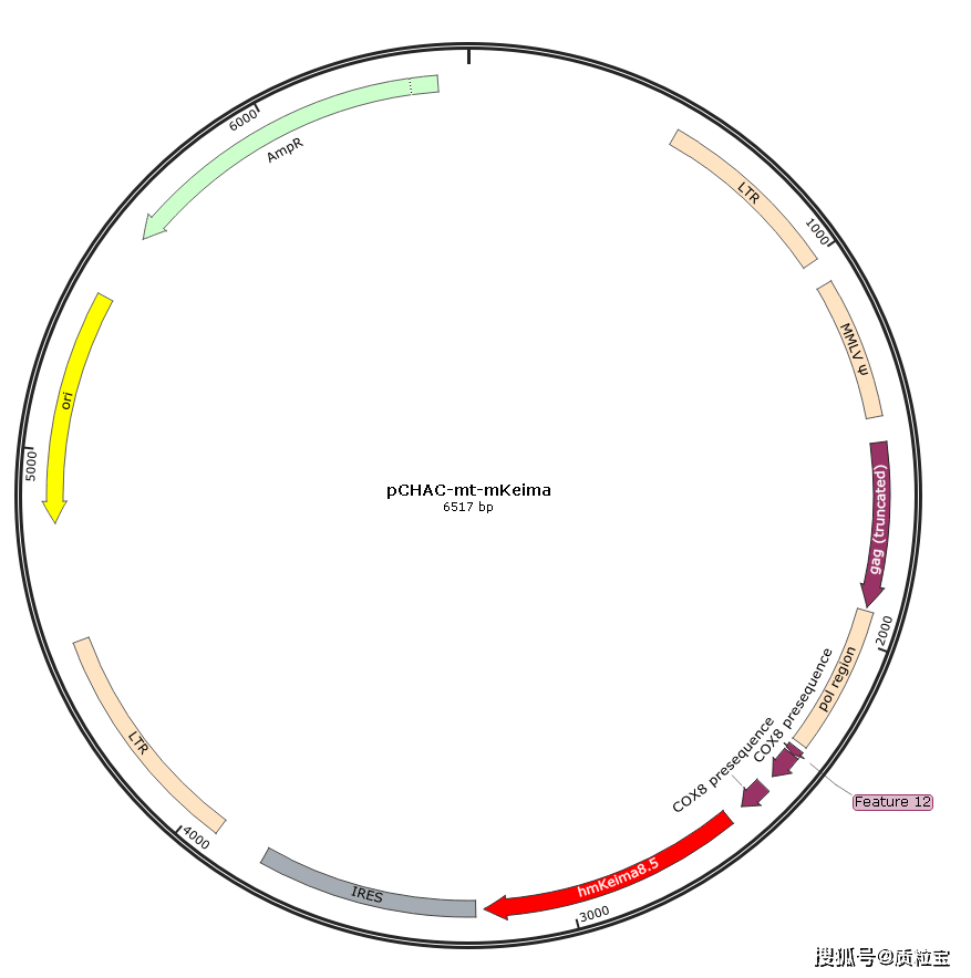 高尔基体 平面图图片