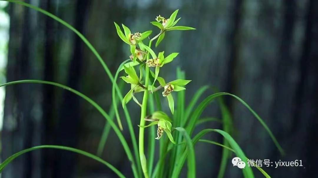 身弱财旺的巨富八字