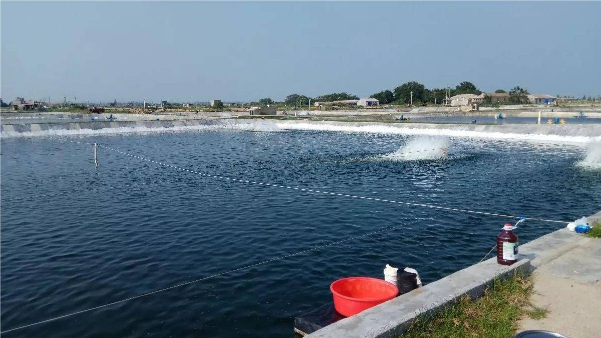 改善池塘底质的方法?这篇文章告诉你_养殖_产品_水质