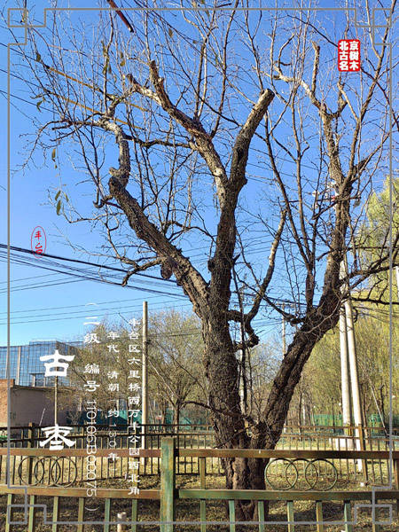 丰台区万丰公园(原靛厂村)的一棵古枣树_村庄_名木_情况