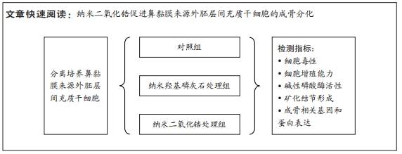 納米二氧化鋯對鼻黏膜外胚層間充質幹細胞成骨分化