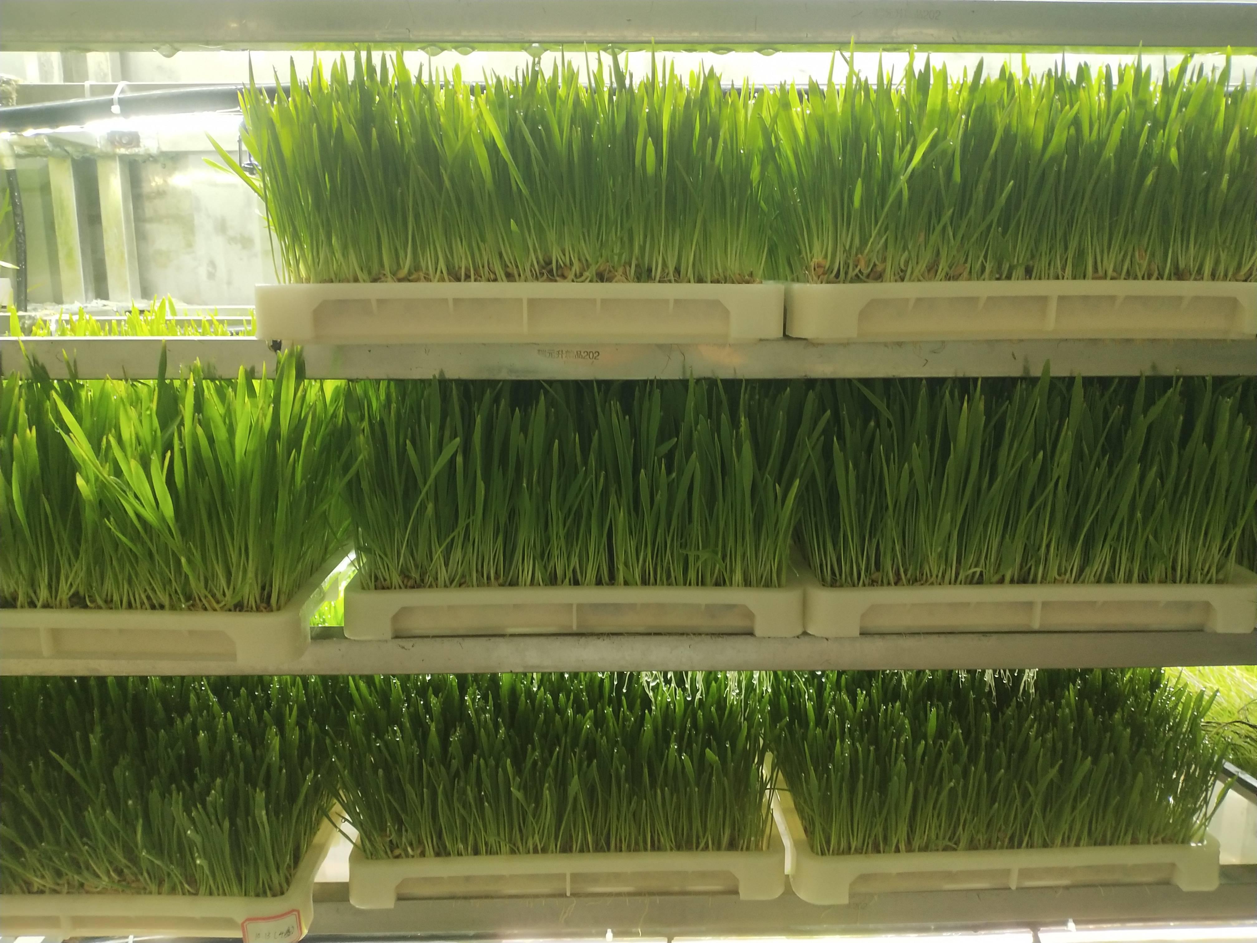 金欣农业定制版集装箱的优点?_牧草_种植_地区