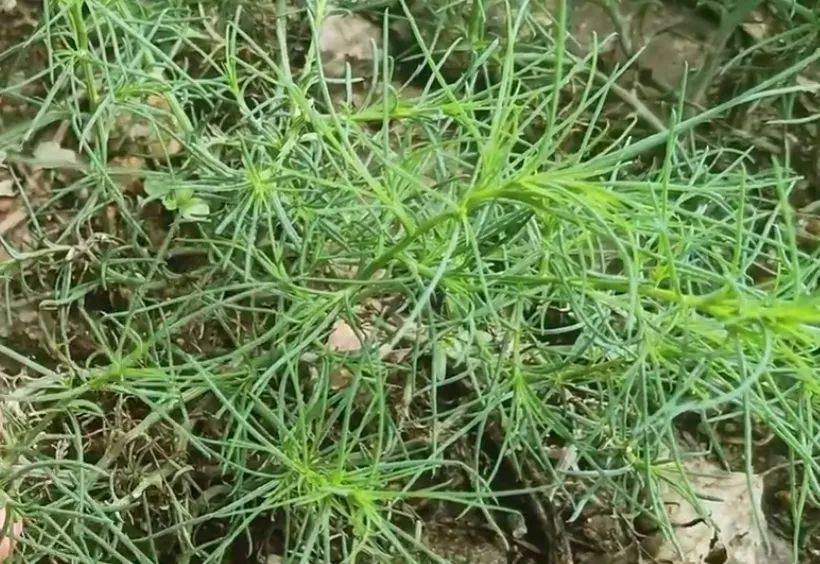 【降压草】——这种外形酷似猪毛的植物,为何被誉为老人口中的"珍宝"?