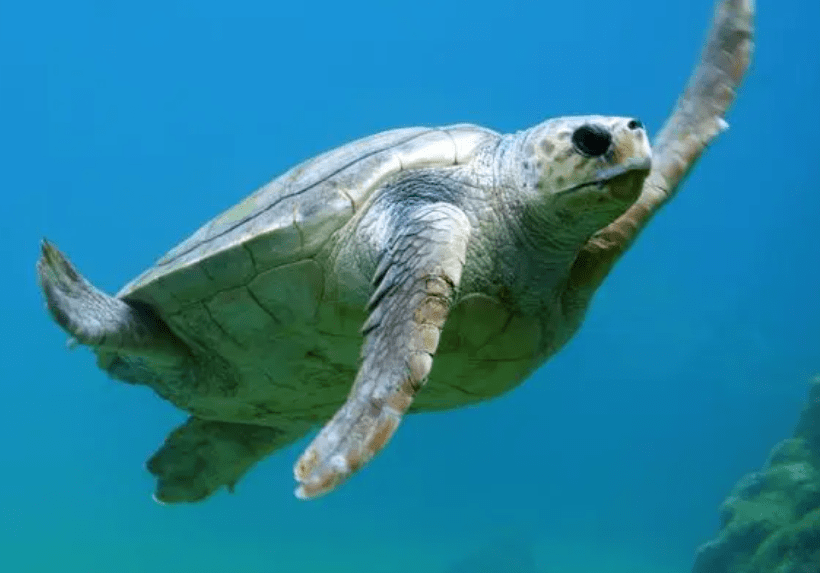 海水很鹹不能直接喝,那海洋動物不會口渴嗎?