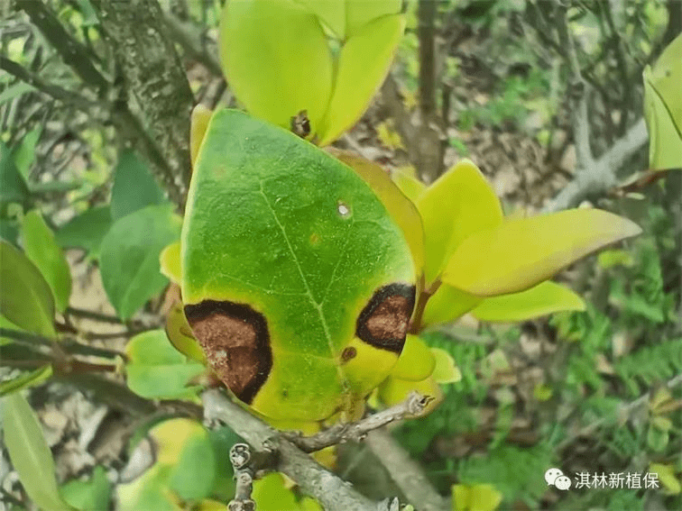 盤點常見的苗木葉部病害