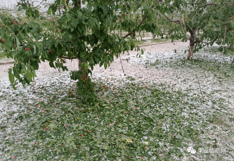 甘肃多地遭遇罕见特大冰雹果树被打成光杆子农作物基本绝收