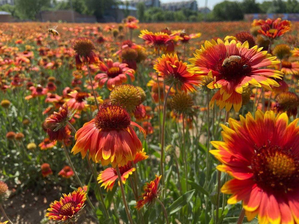 50亩天人菊绽放来北京南宫花海里撒欢儿