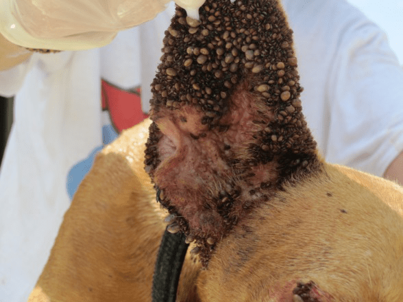 世界害虫日野外出行注意防蜱