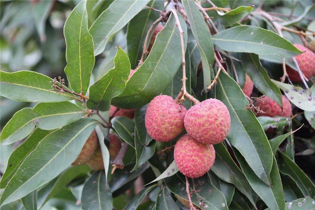 高埔这种美食即将成熟,医生提醒:吃太多小心昏迷!