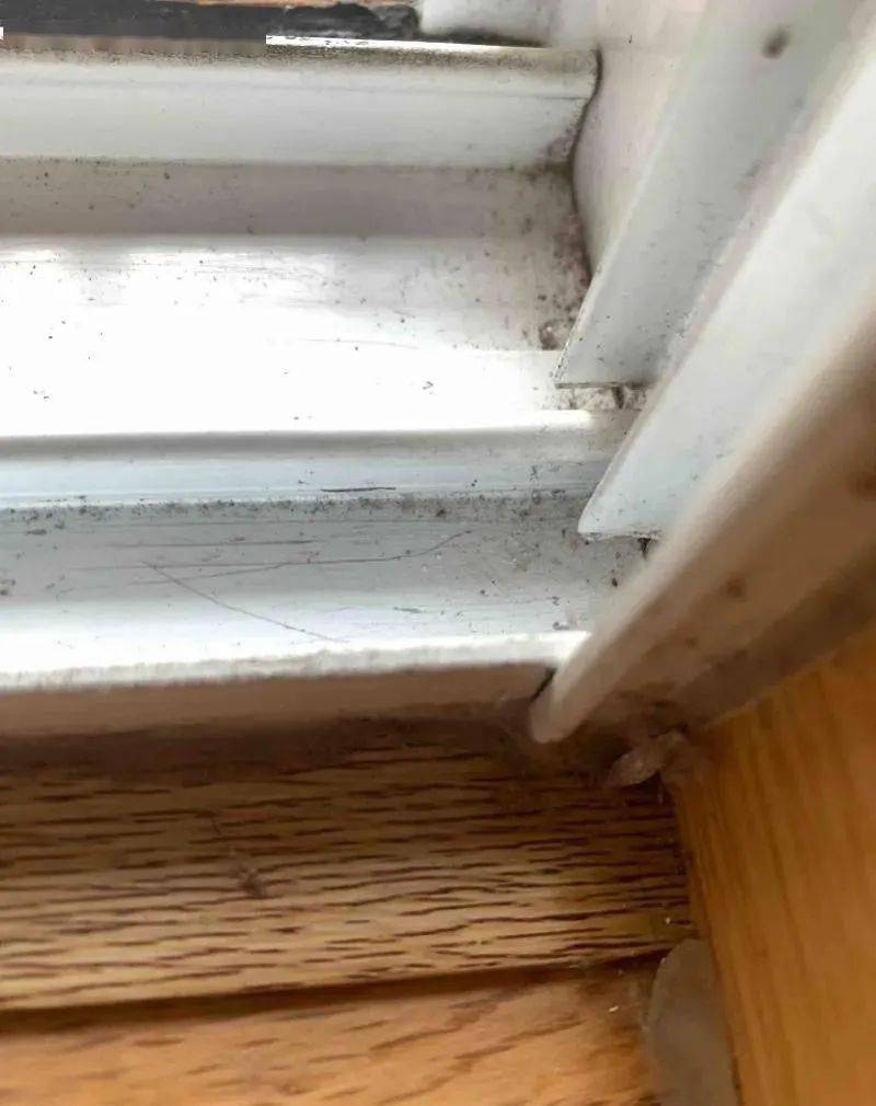 该虫为袋衣蛾,"幼虫喜欢拖着袋子走,挂在墙上