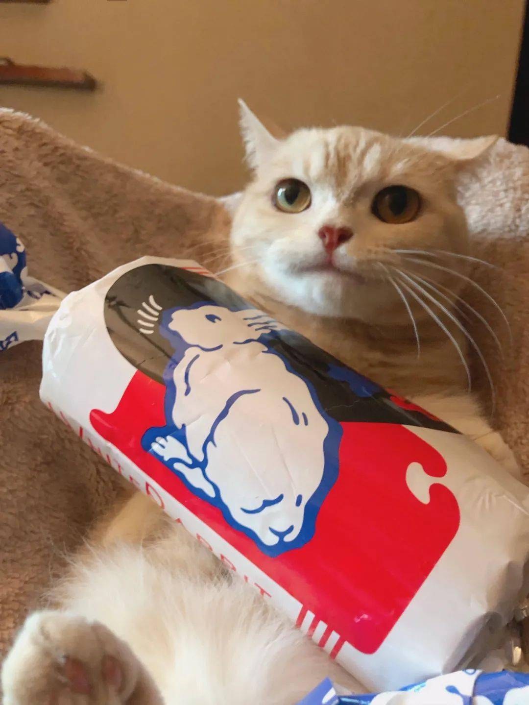 网红猫咪头像   六一过去了,现在请你吃糖还来得及吗