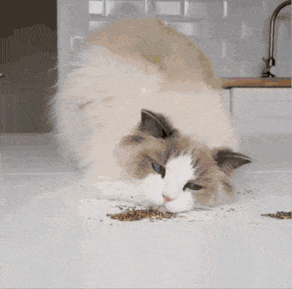 猫咪一旦吸上猫薄荷,就会变成这个"鬼样子",场面让人难以置信