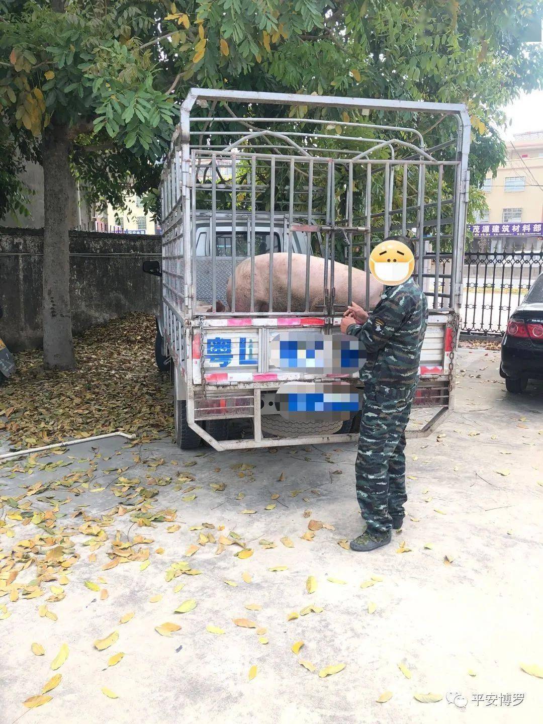 博罗警方逮了一伙偷猪贼