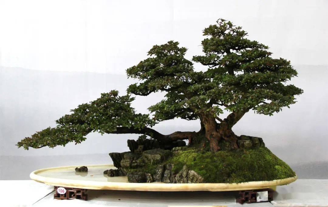 辉煌的记忆2015年昆明斗南中国盆景精品邀请展暨云南赏石根艺展