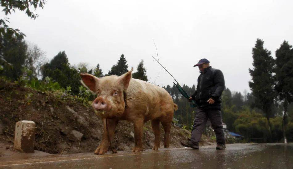 那年头,养母猪的不在少,"牵猪牯"的人并不多了,一个村也难得有一个半