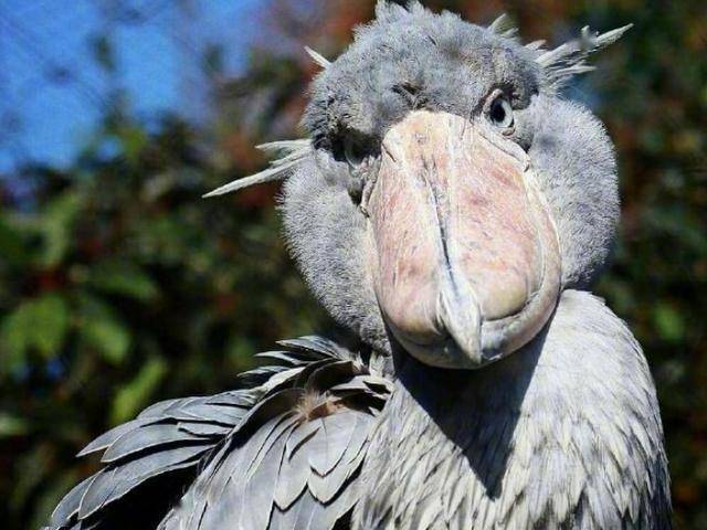 蠢萌呆傻的鲸头鹳凭自己的的智商成了濒危动物但却是鳄鱼克星