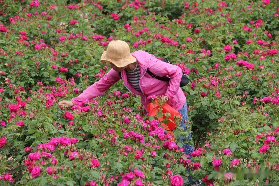 种植玫瑰花的正确方法(种植玫瑰花的正确方法视频)