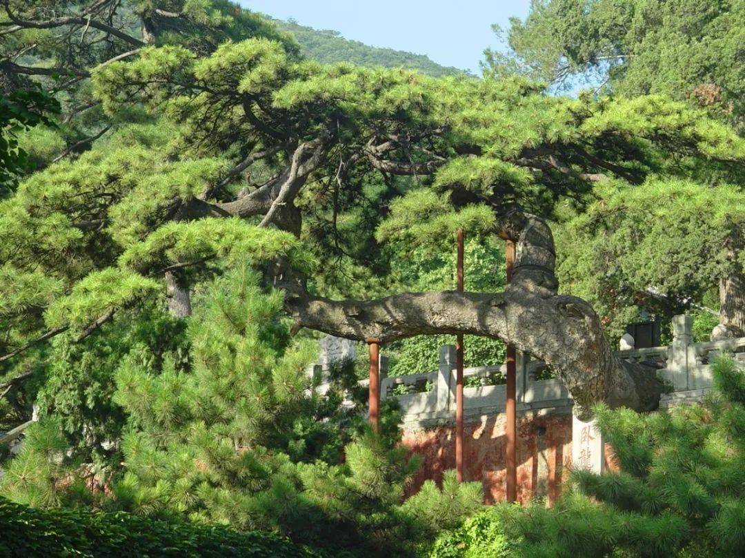 戒台寺奇松古树名满京城