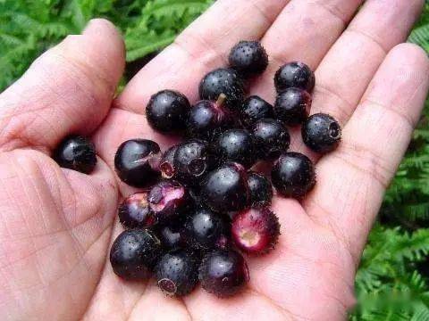 地菍果实富含营养,是一种不可多得的保健食品.