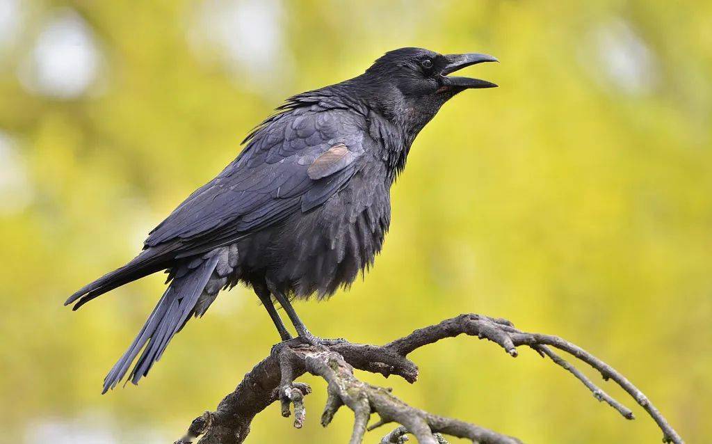 睡前故事谁说乌鸦不会唱歌