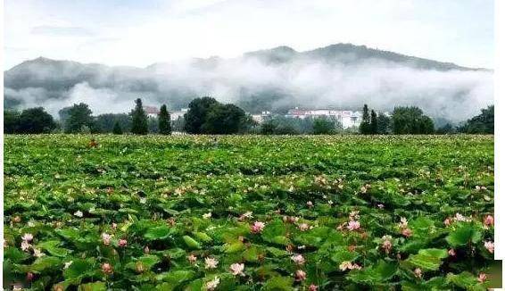 琴亭鎮琴亭鎮位於萍鄉蓮花縣內,因唐朝名相姚崇布衣時曾操琴於蓮花轎