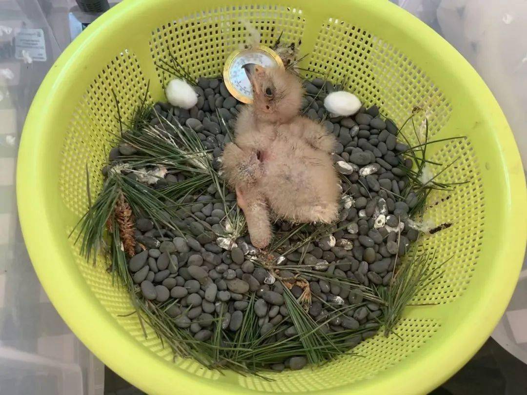 刚出生的小鹰是非常脆弱的,它们需要在保温箱里待1周.