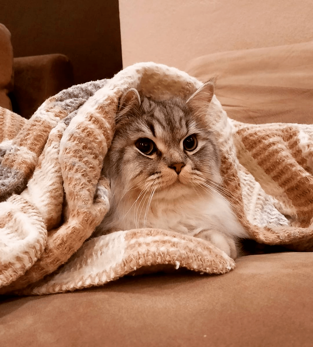 马上钻进你的被窝里17@cieloch蓝湾西伯利亚森林猫舍给你我的手像温暖