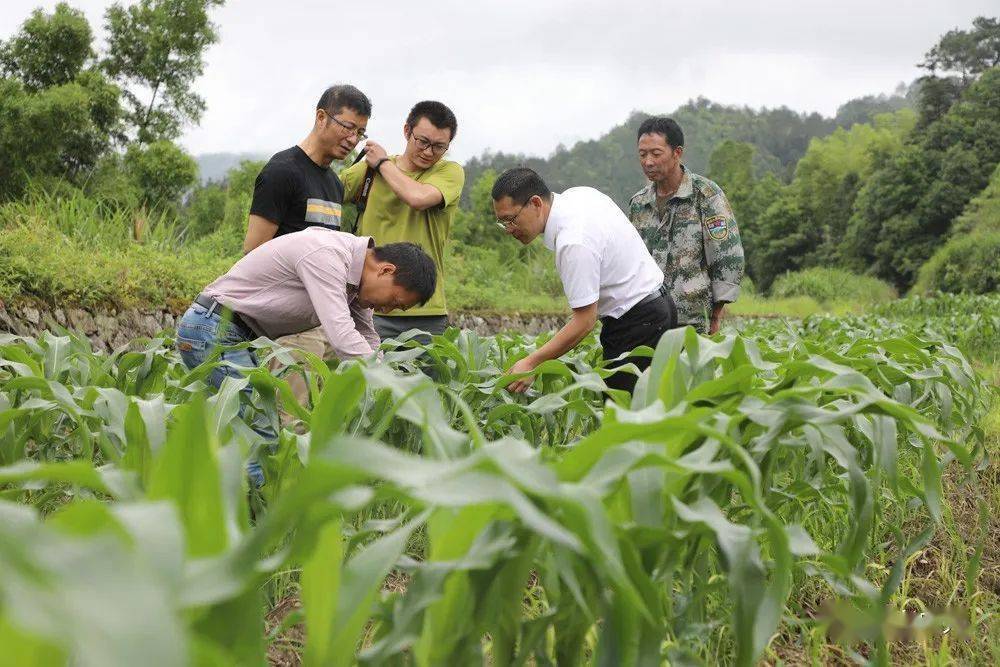 庆元农业人才到田间地头把脉开方