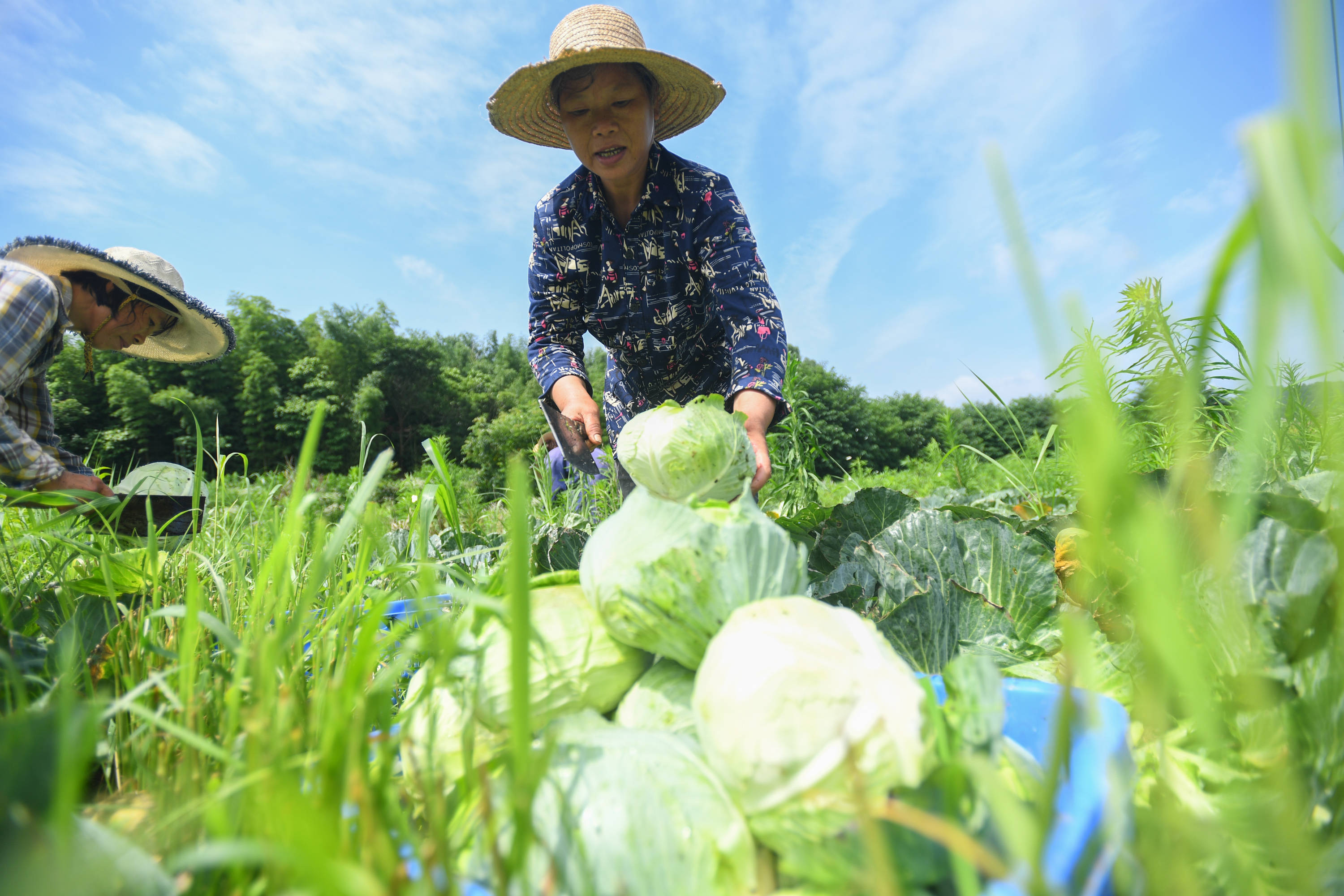 沂源农产品批发：连接农田与市场的桥梁
