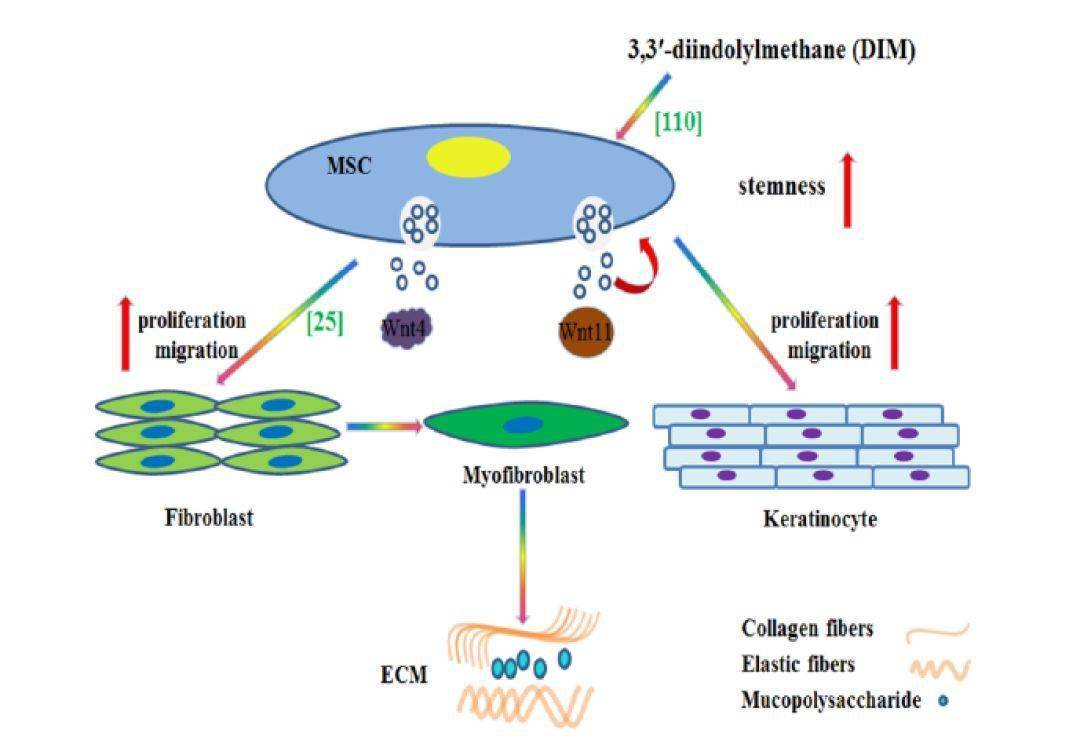 如何看待外泌体在皮肤损伤修复中的作用