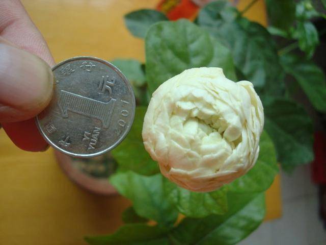 说到茉莉花大家都不陌生,可是这种虎头茉莉就非常稀有了,它是茉莉花中