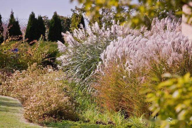 观赏草景观运用集锦(下)