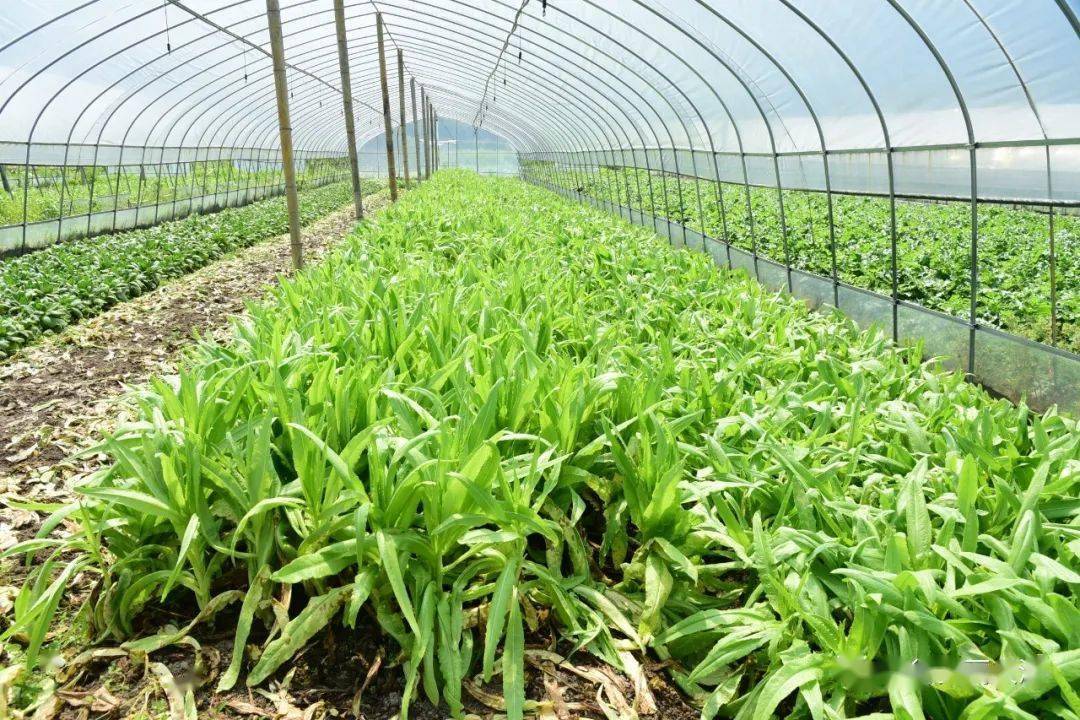 杭州市建设工程造价管理协会"爱心认购"大洋镇有机蔬菜助力精准扶贫