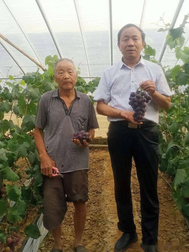 平邑县保太镇产业扶贫结硕果葡萄熟了日子甜