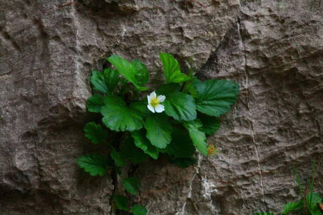 漫谈太行山的绝壁奇花—太行花_植物