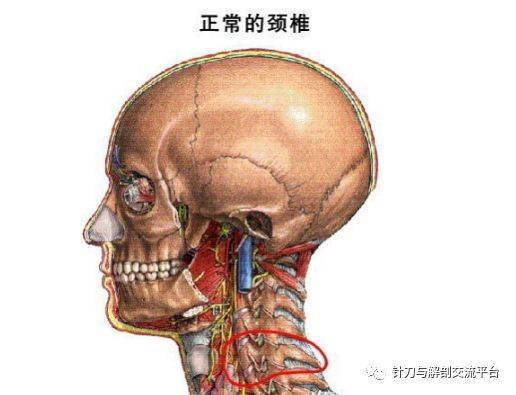 脊椎是人體自愈力的金鑰匙