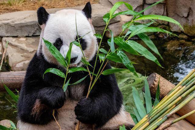 有一套肉食動物消化系統的大熊貓為啥偏偏要吃竹子