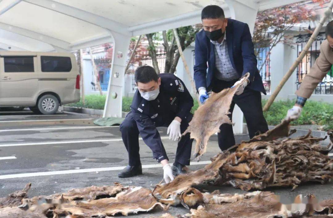 11人被抓近5000只动物被害杭州破获非法猎捕收购贩卖野生动物案