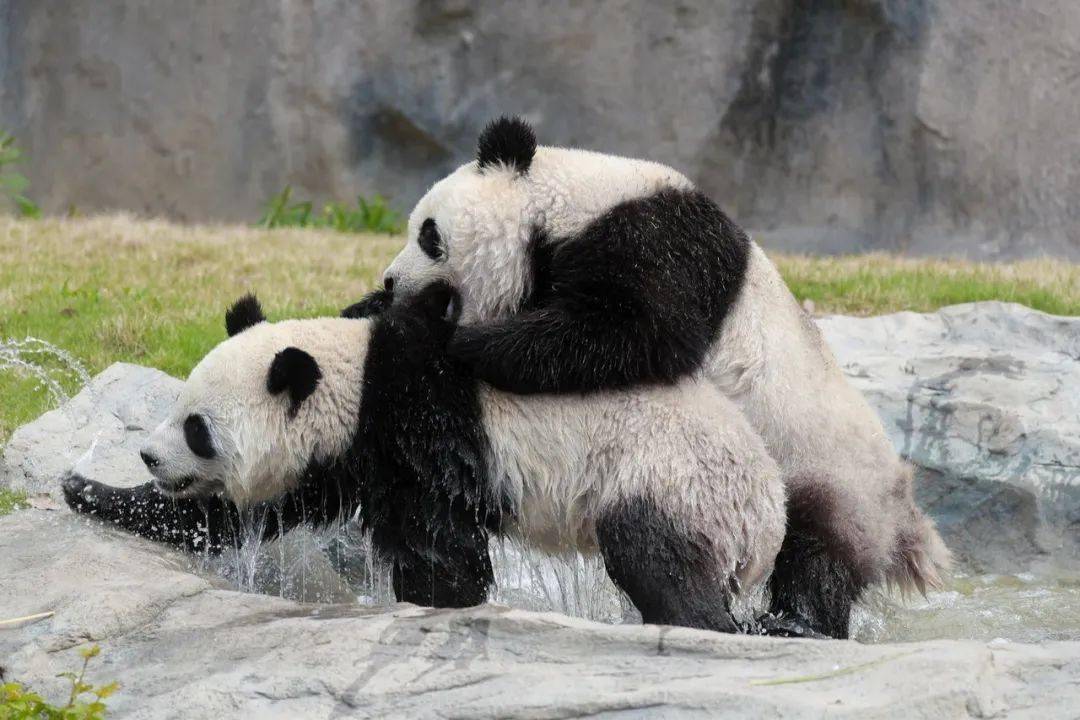 米儿熊猫高能时刻图片