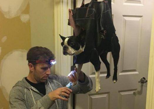 狗狗不愿剪指甲而乱叫主人给它头上套了一个袜子狗瞬间老实了