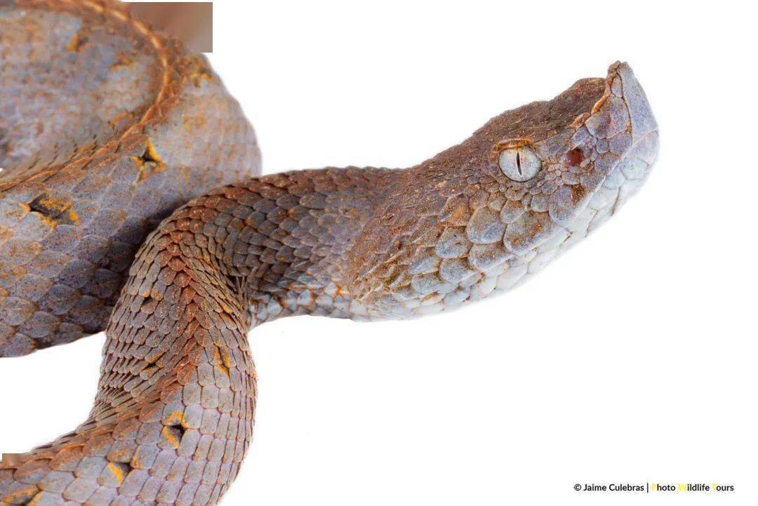 南美洲毒蛇图片