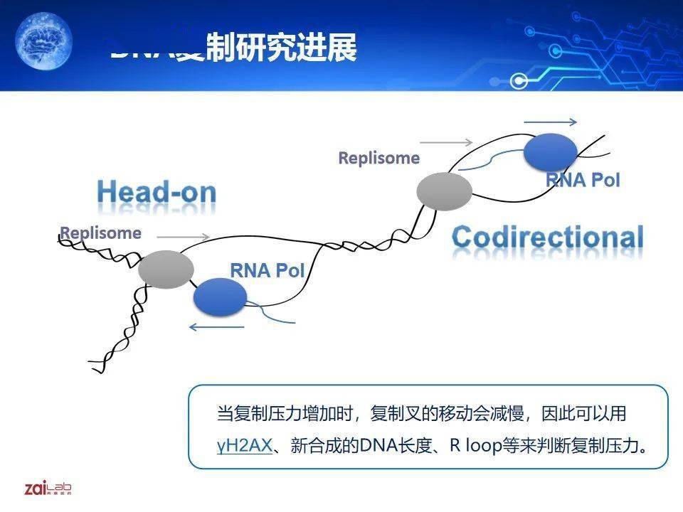 gbm前沿花瑋副教授腫瘤電場治療的分子機制研究新進展