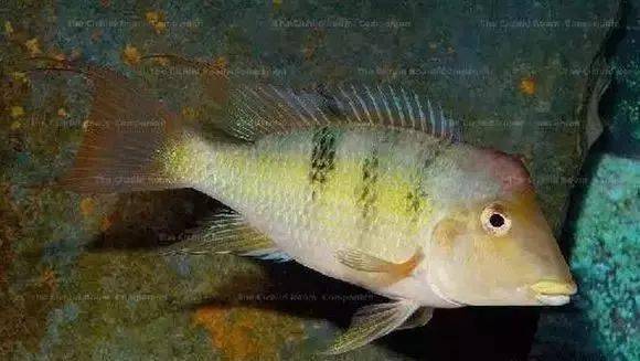 體長:13-16cm學名:geophagus steindacheri牛頭鯛體長:13-15cm學名