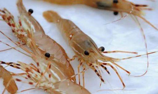 斑点虾开卖最全购买地址请收好还能网购加送货上门给力