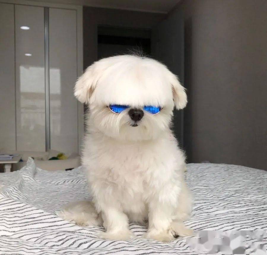 铲屎官给狗子剪了个齐刘海后,网友:不需要的眼睛请捐出去!