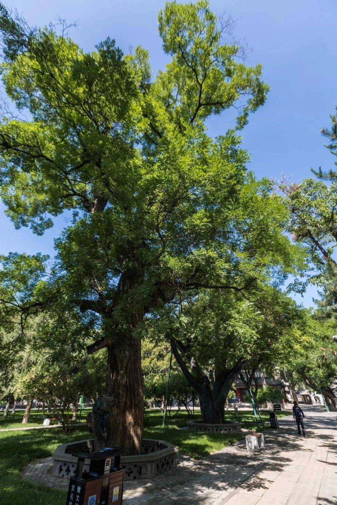 祠廟園林之美 丨微風不噪 與你觀槐