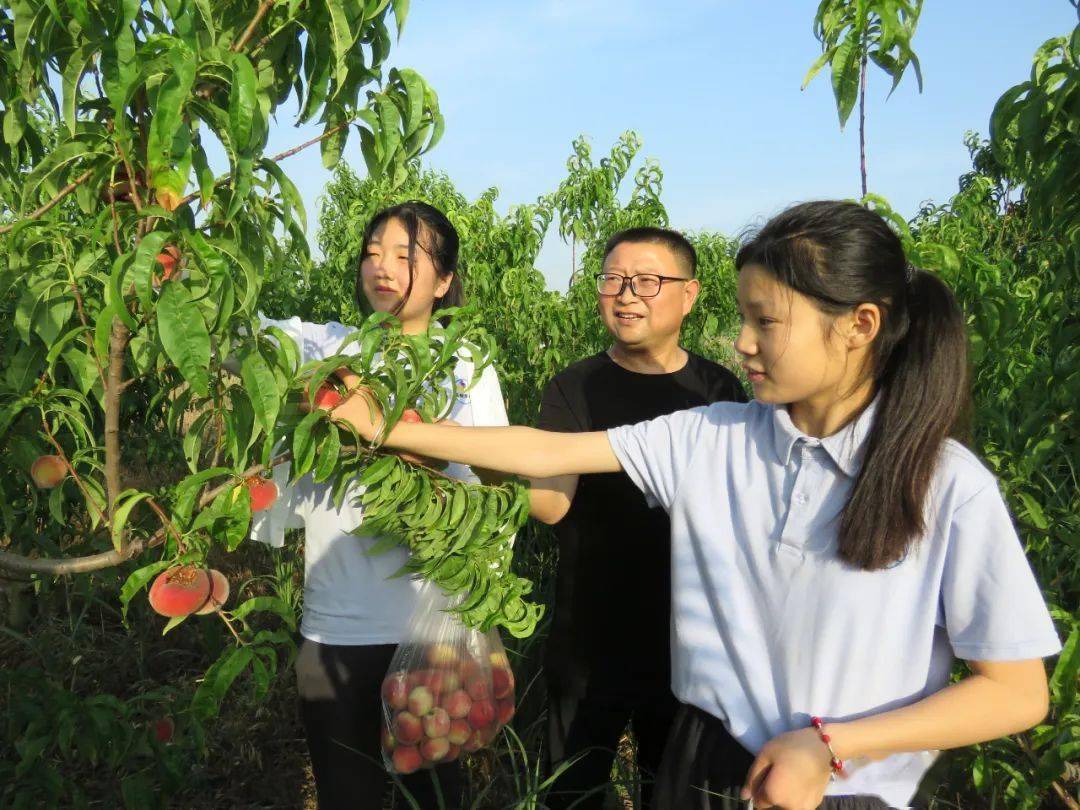 老师与学生一起摘桃 泗州实验学校组织学生参加社会实践活动